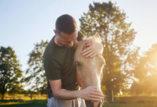 Horses in Modern Therapy